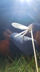 Deutoleon lineatus