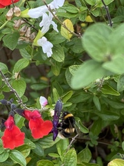 Bombus