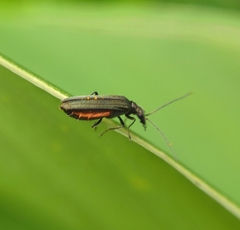 Oedemerinae