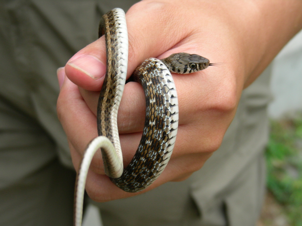 Buff-striped Keelbacks