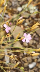 Dianthus humilis