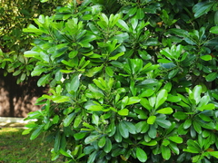 Buchanania arborescens