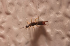 Spongiphoridae