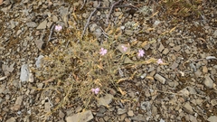 Dianthus humilis