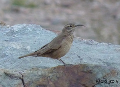 Upucerthia dumetaria