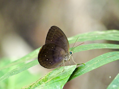 Faunis canens arcesilas