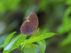 Faunis canens arcesilas