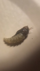 Insecta