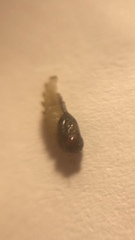 Insecta