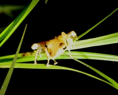 Polypedates colletti