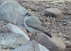 Muscisaxicola frontalis