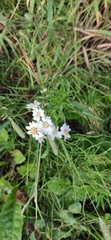 Achillea salicifolia