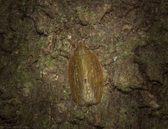 Anabunda murrayfletcheri