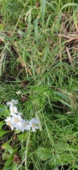 Achillea salicifolia