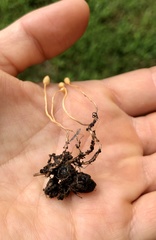 Ophiocordyceps sphecocephala