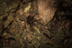 Euasteron monteithorum