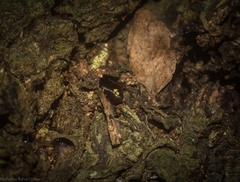 Euasteron monteithorum