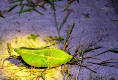 Onomarchus uninotatus