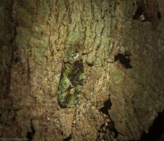 Sorolopha delochlora