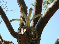 Aechmea bracteata