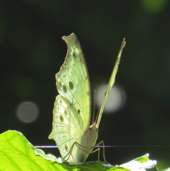 Protogoniomorpha parhassus