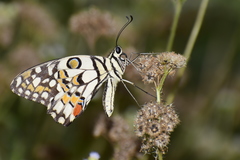 Papilio demoleus