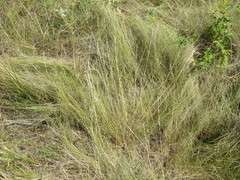 Stipa tirsa