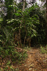 Bersama yangambiensis