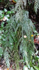 Asplenium appendiculatum appendiculatum