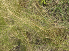 Stipa tirsa