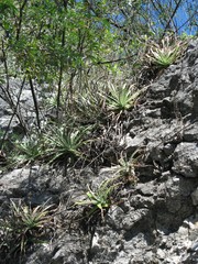 Hechtia glomerata
