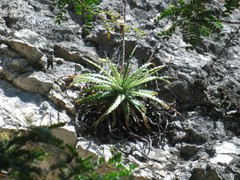 Hechtia glomerata