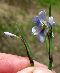 Sisyrinchium mucronatum