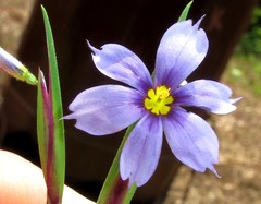 Sisyrinchium mucronatum