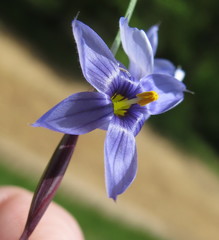 Sisyrinchium mucronatum