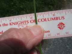 Sisyrinchium mucronatum