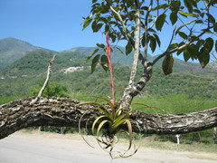 Tillandsia polystachia