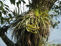 Tillandsia inopinata