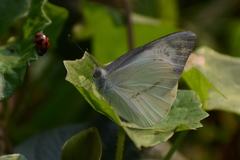 Appias libythea