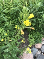 Oenothera rubricaulis