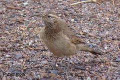 Upucerthia dumetaria