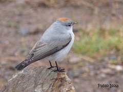 Muscisaxicola rufivertex