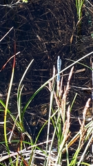 Enallagma cyathigerum