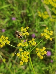 Eristalis arbustorum