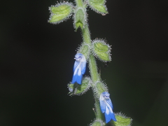 Salvia misella