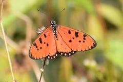 Acraea terpsicore