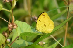Eurema hecabe