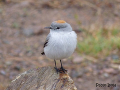 Muscisaxicola rufivertex