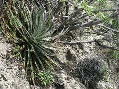 Hechtia lepidophylla