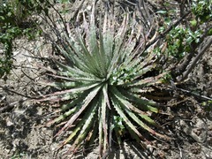 Hechtia lepidophylla